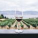 clear wine glass overlooking orchard during daytime